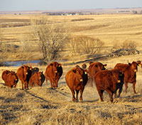 Giefer Ranch Red Angus Kansas