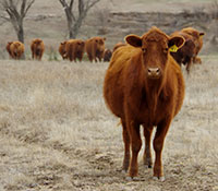 Giefer Ranch Red Angus Kansas