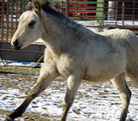 Giefer Ranch Quarter Horses Kansas