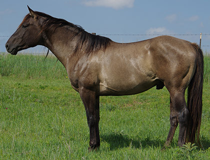 Giefer Ranch Stallion Hollywood Blue Doc